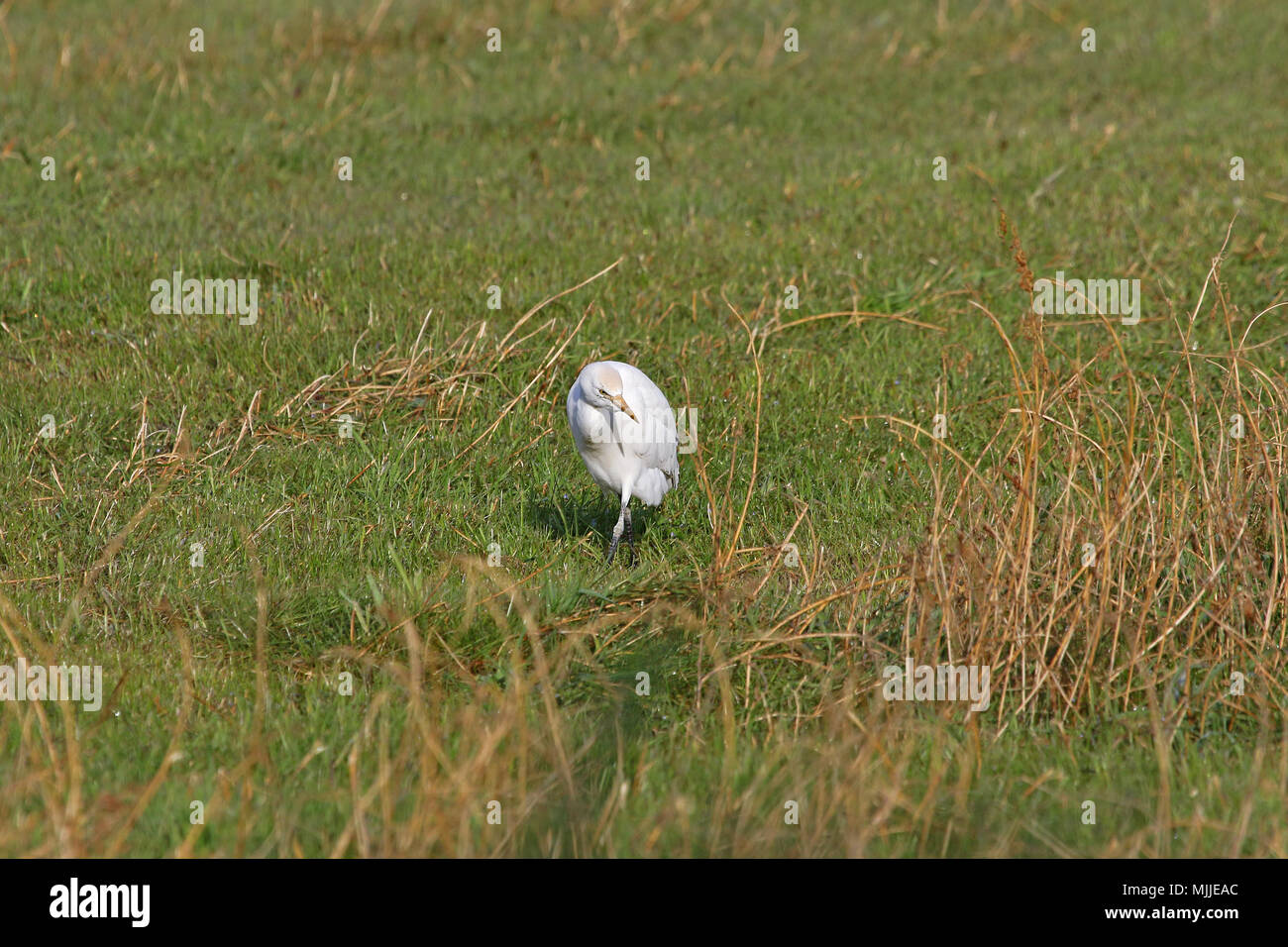 Airone guardabuoi alimentare comincia a mostrare i colori di allevamento latino Bubulcus ibis chiamato anche un buff-backed o airone guardabuoi Egretta garzetta o o airone Foto Stock