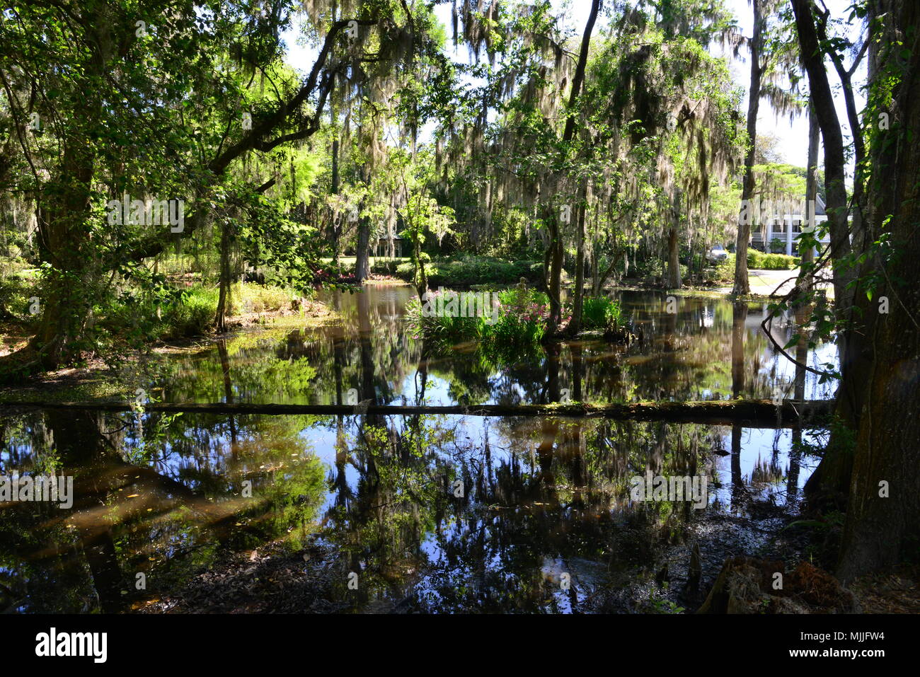 Terre di palude a Charleston, Carolina del Sud Foto Stock