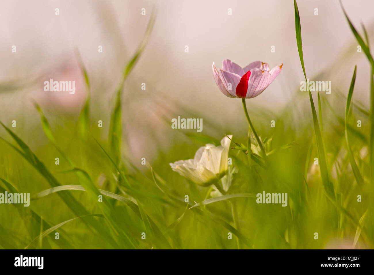 Chiudere fino al budget di un mutante di bianco anemone coronaria (Anemone papavero). Questo millefiori può comparire in diversi colori. Principalmente rosso, viola, blu e bianco Foto Stock