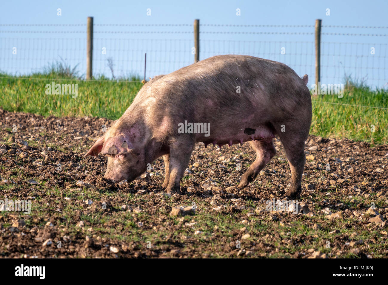 Suini situato in alto nella South Downs National Park, West Sussex, Regno Unito. Foto Stock