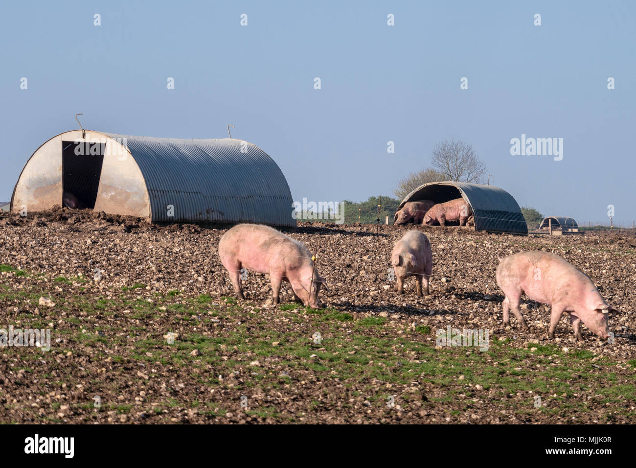 Suini situato in alto nella South Downs National Park, West Sussex, Regno Unito. Foto Stock