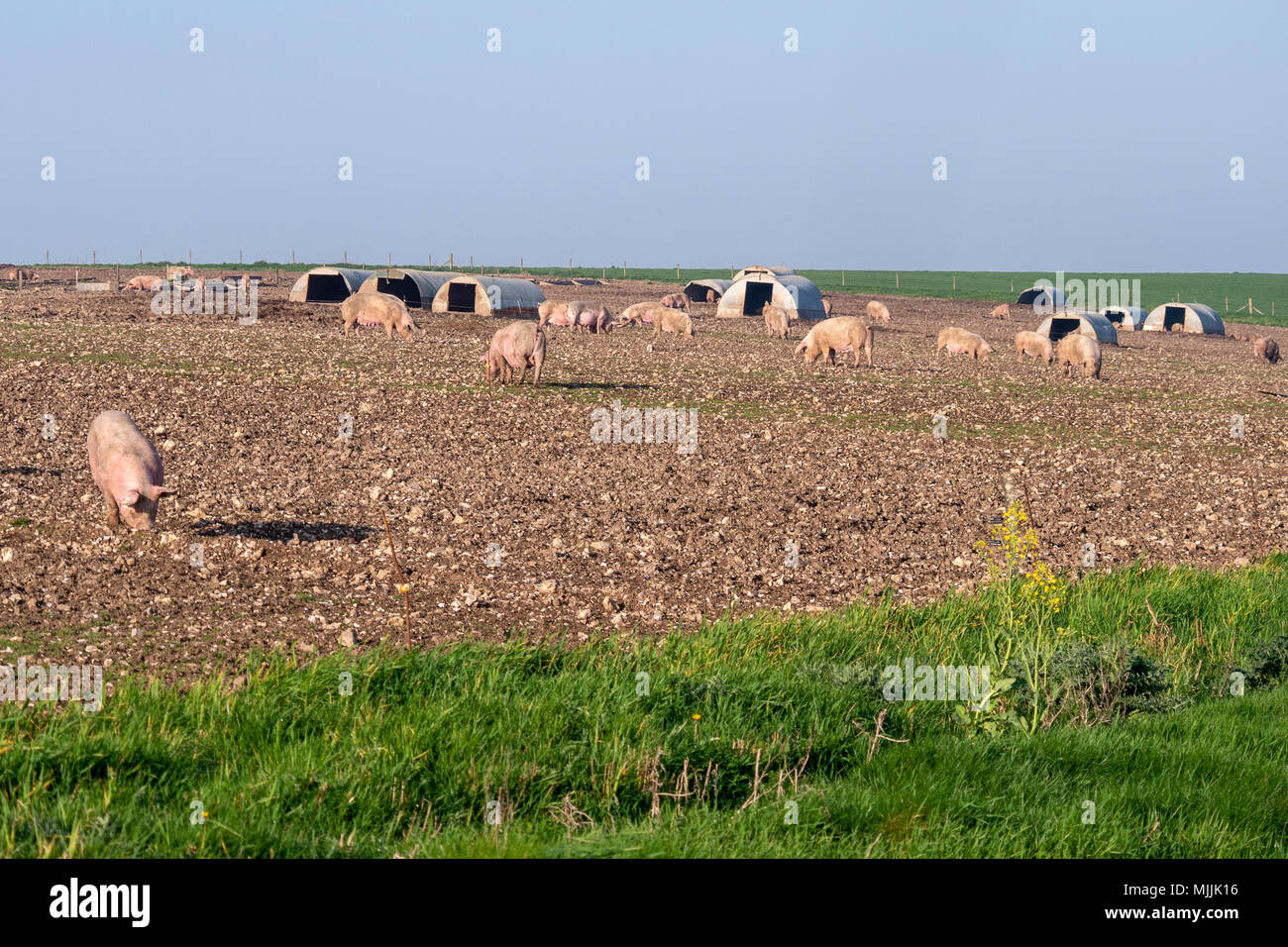 Suini situato in alto nella South Downs National Park, West Sussex, Regno Unito. Foto Stock