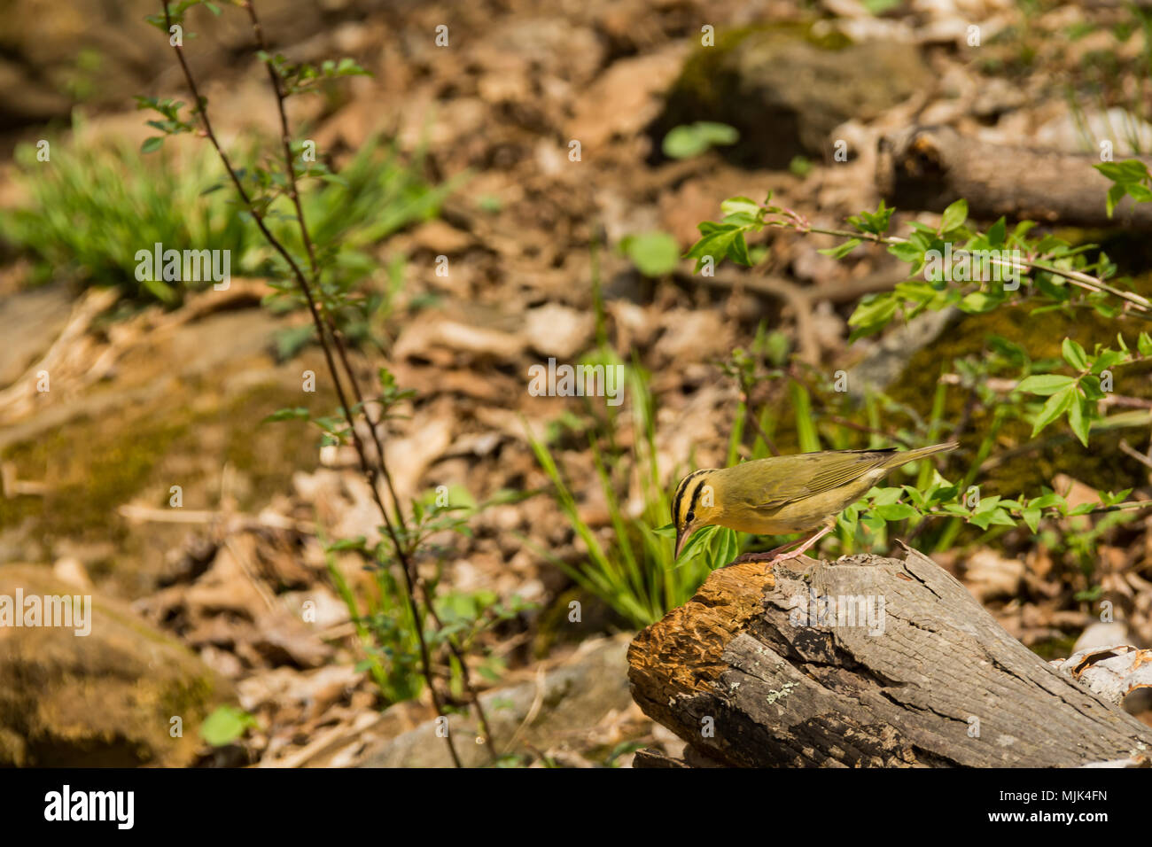 Worm-eating trillo (Helmitheros vermivorum) Foto Stock