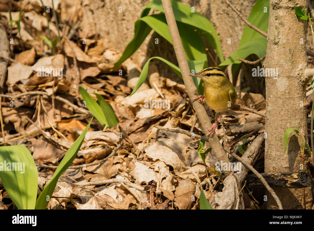 Worm-eating trillo (Helmitheros vermivorum) Foto Stock