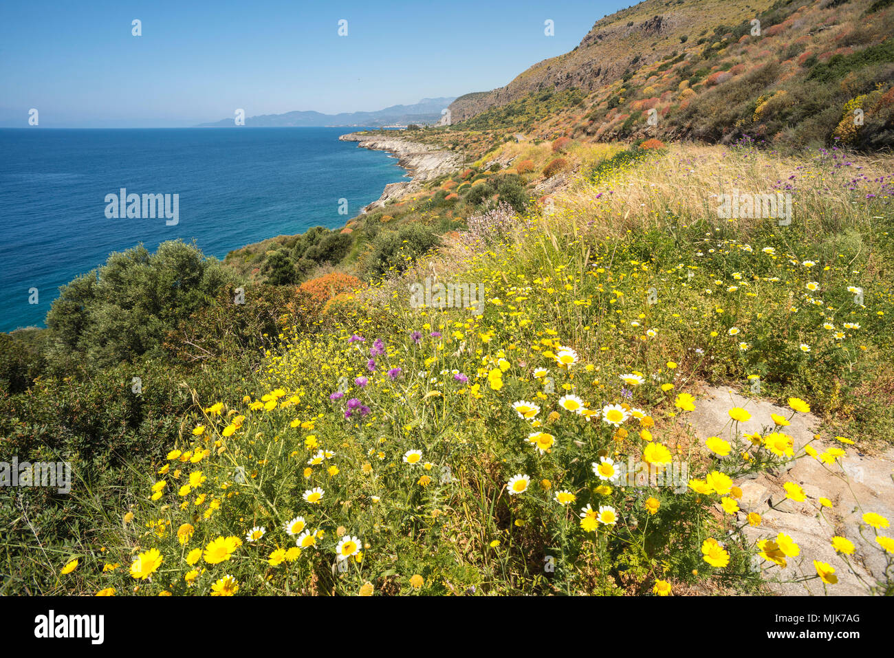 Fiori selvaggi e ONU-viziati dalla costa vicino al villaggio di pescatori di Trahila, nella parte esterna di Mani, sud del Peloponneso, Grecia Foto Stock