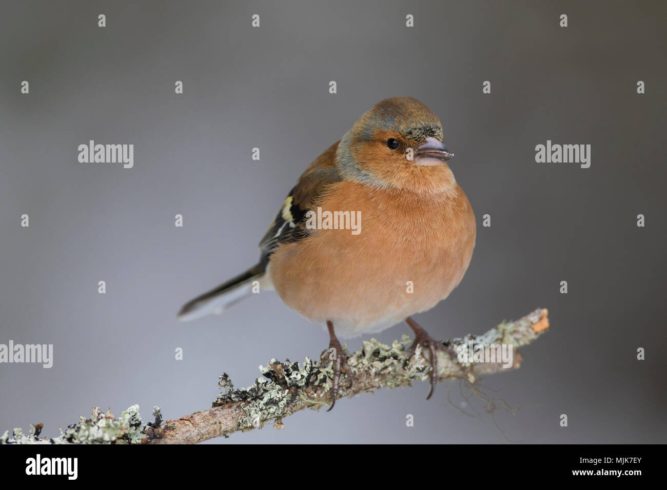 Comune (fringuello Fringilla coelebs) maschio appollaiato sul ramo in inverno Foto Stock