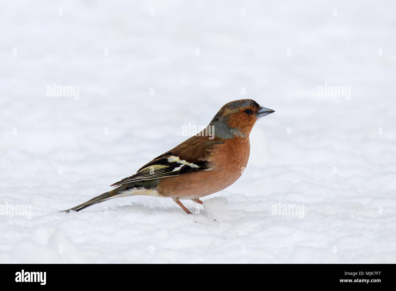 Comune (fringuello Fringilla coelebs) maschio rovistando sul terreno nella neve in inverno Foto Stock