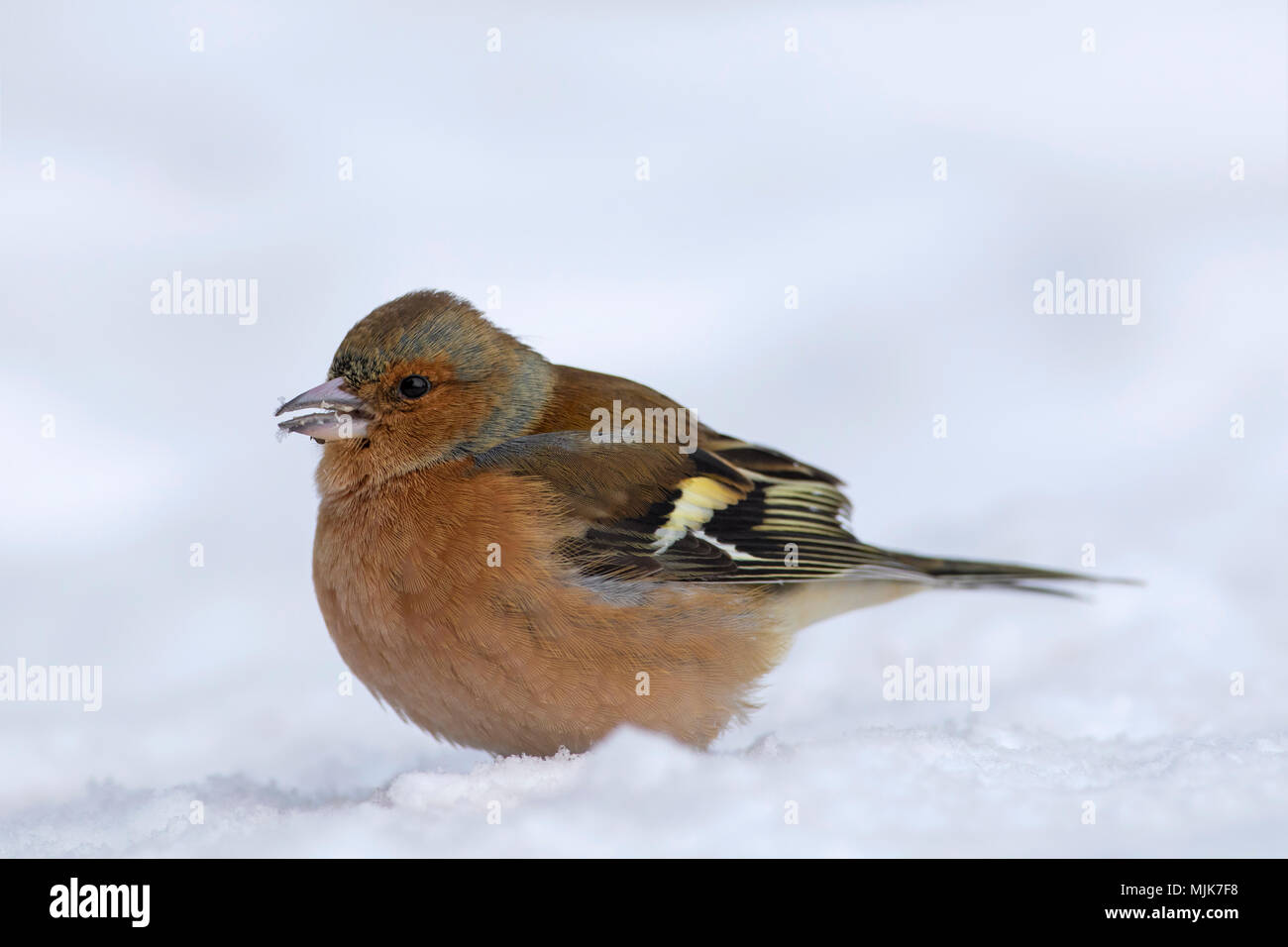 Comune (fringuello Fringilla coelebs) maschio rovistando sul terreno nella neve in inverno Foto Stock
