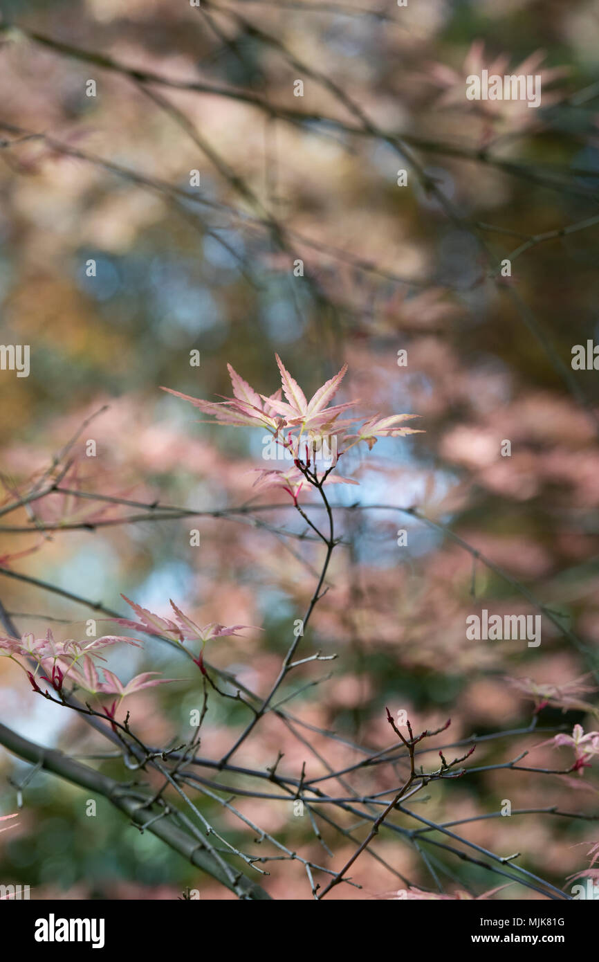 Acer palmatum 'Beni tsukasa'. Acero giapponese 'Beni tsukasa' foglie in primavera. Regno Unito Foto Stock