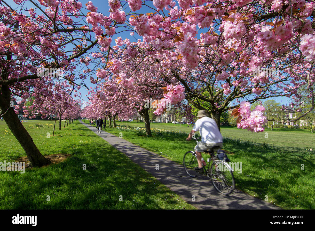 Un uomo in bicicletta lungo un sentiero sotto Pink Cherry Blossom sulla strada, Harrogate, North Yorkshire, Inghilterra, Regno Unito. Foto Stock