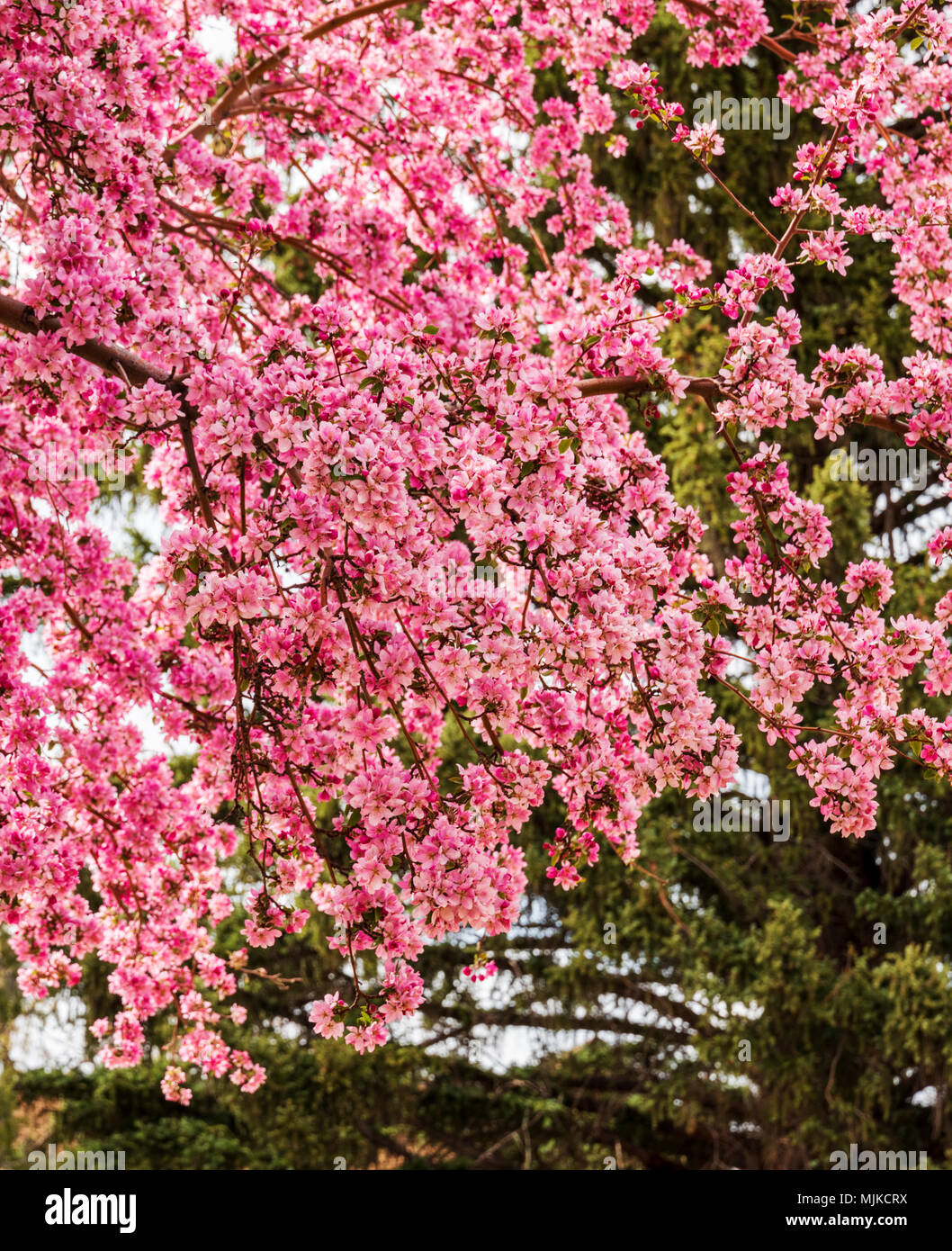 Crabapple tree in piena primavera rosa bloom; Salida; Colorado; USA Foto Stock