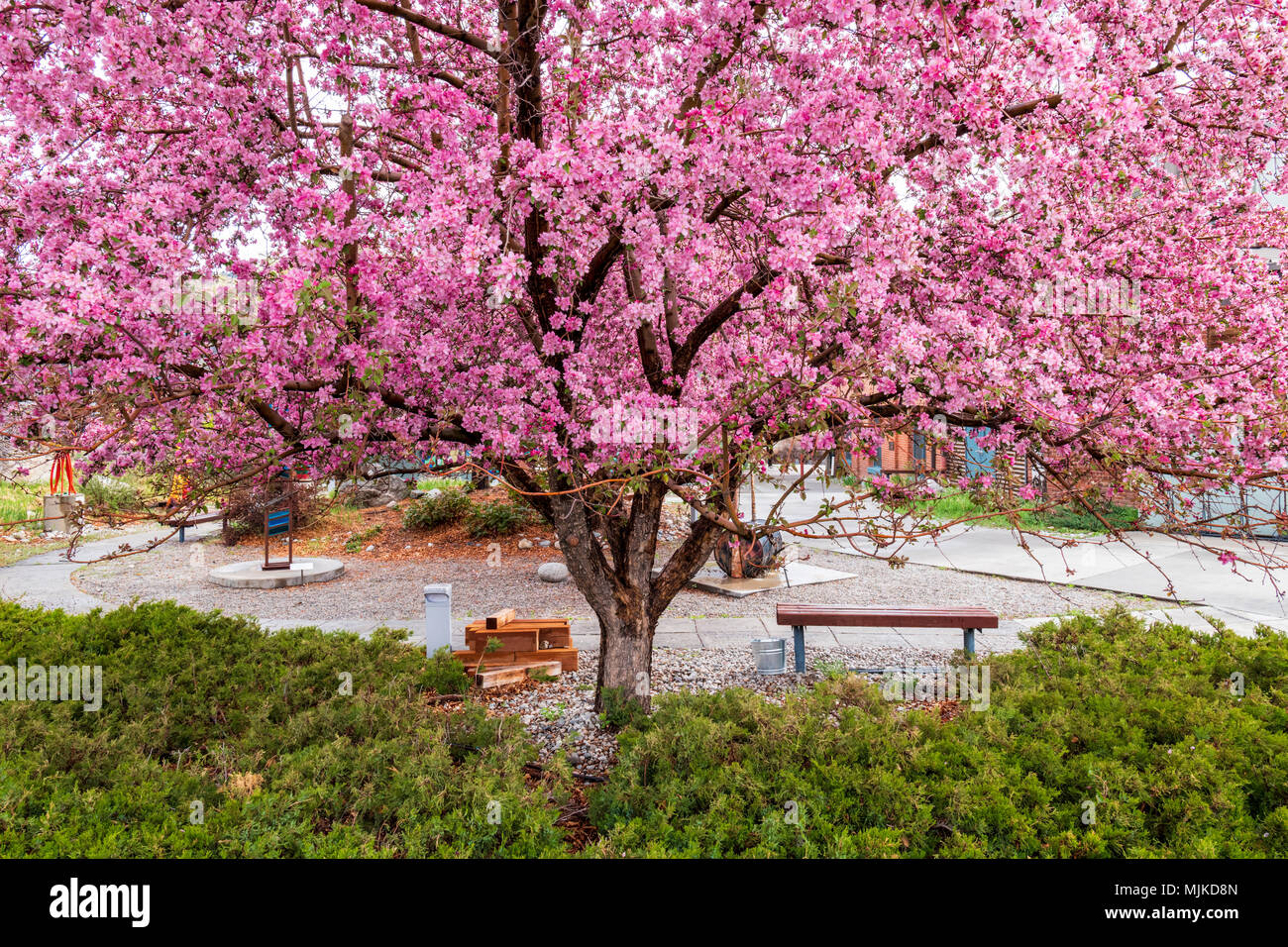 Crabapple tree in piena primavera rosa bloom; Salida; Colorado; USA Foto Stock