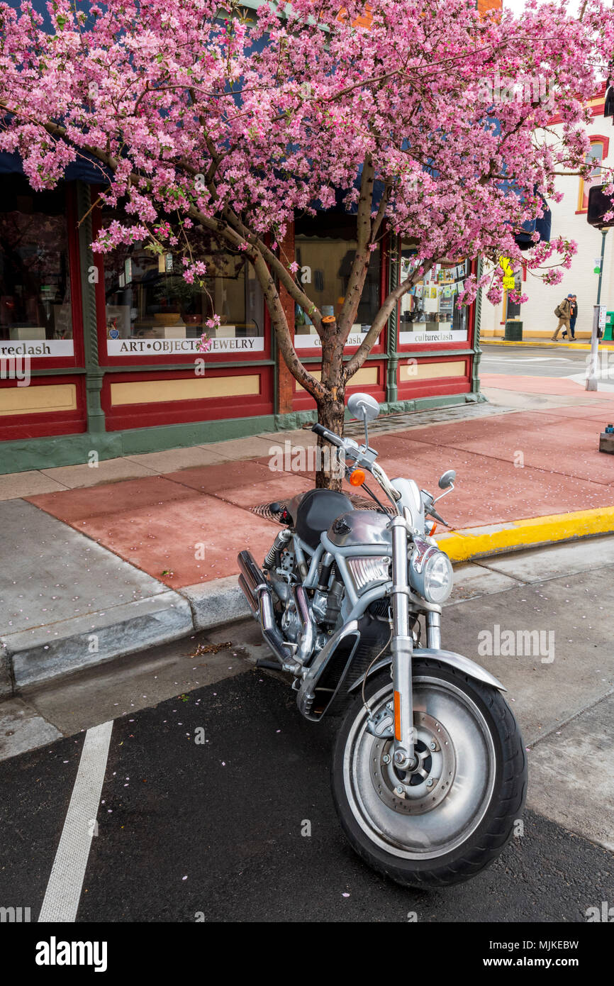 Harley Davidson motociclo sotto Crabapple Tree in piena fioritura primaverile; GRANCHIO; mele Malus; deciduo; alberi; Rosacee; Salida; Colorado; USA Foto Stock