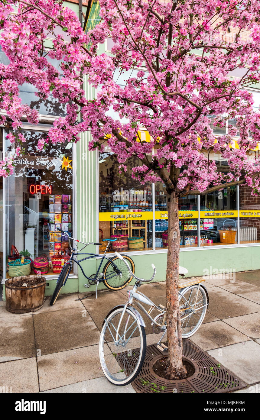 Crabapple tree in piena primavera rosa bloom; Sunshine Mercato; Salida; Colorado; USA Foto Stock