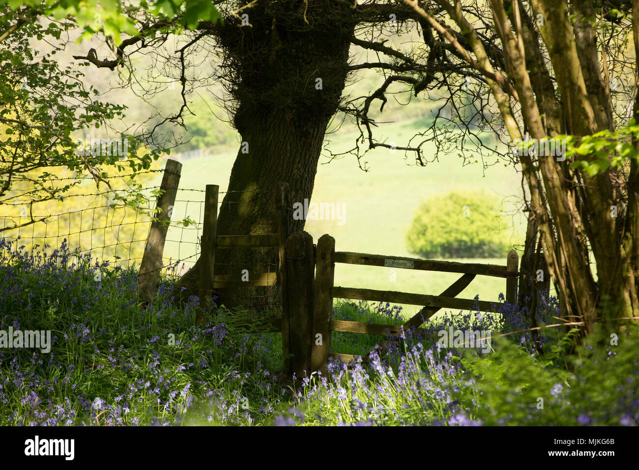Un paese in legno cancello contrassegnate come private sul bordo del bosco pubblico Nord Inghilterra Dorset Regno Unito Foto Stock