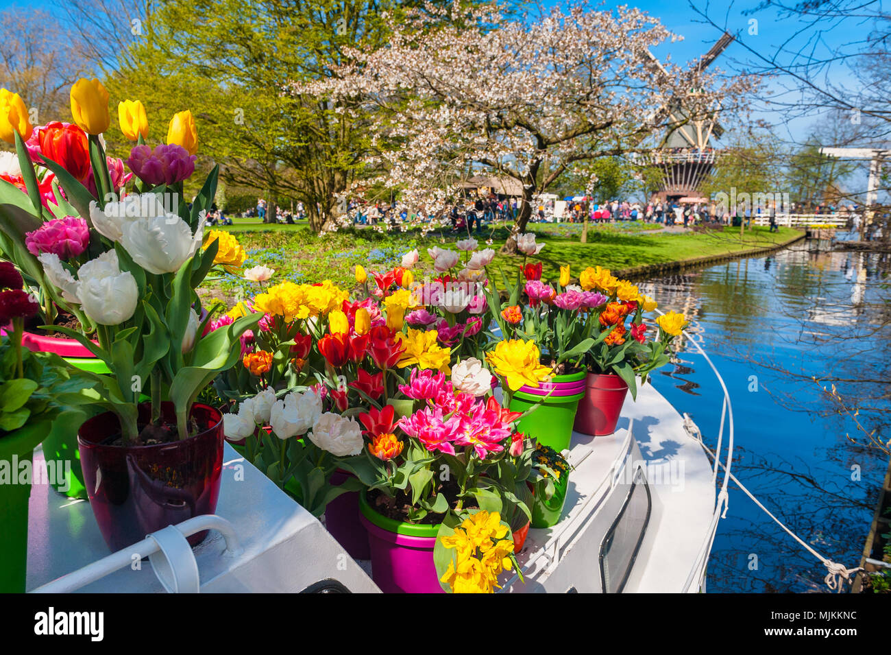 Barca in canal con vasi di fiori a giardini Keukenhof in Lisse Paesi Bassi di primavera Foto Stock