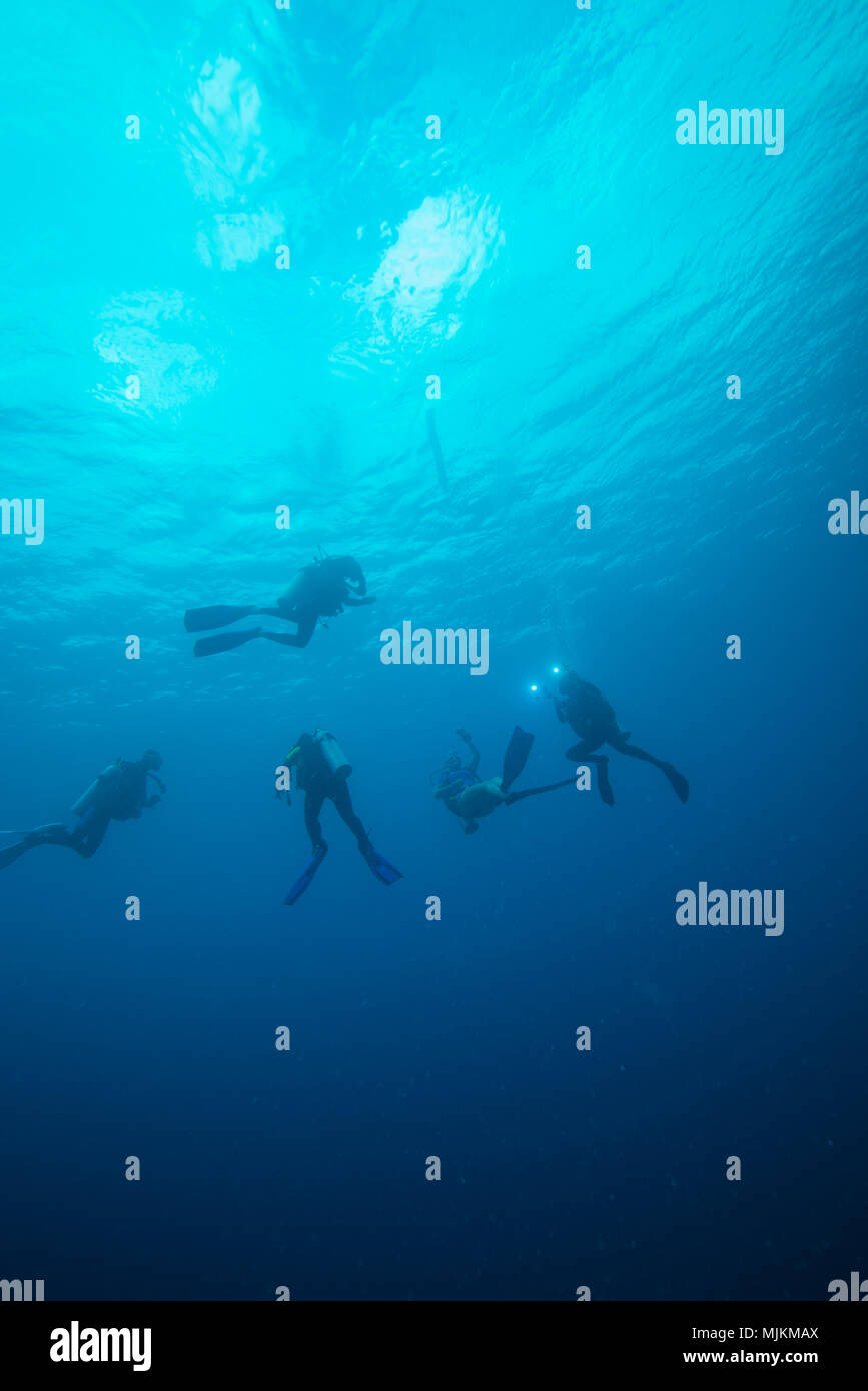 I subacquei per arrestare leavitation per la sicurezza. Palau Foto Stock