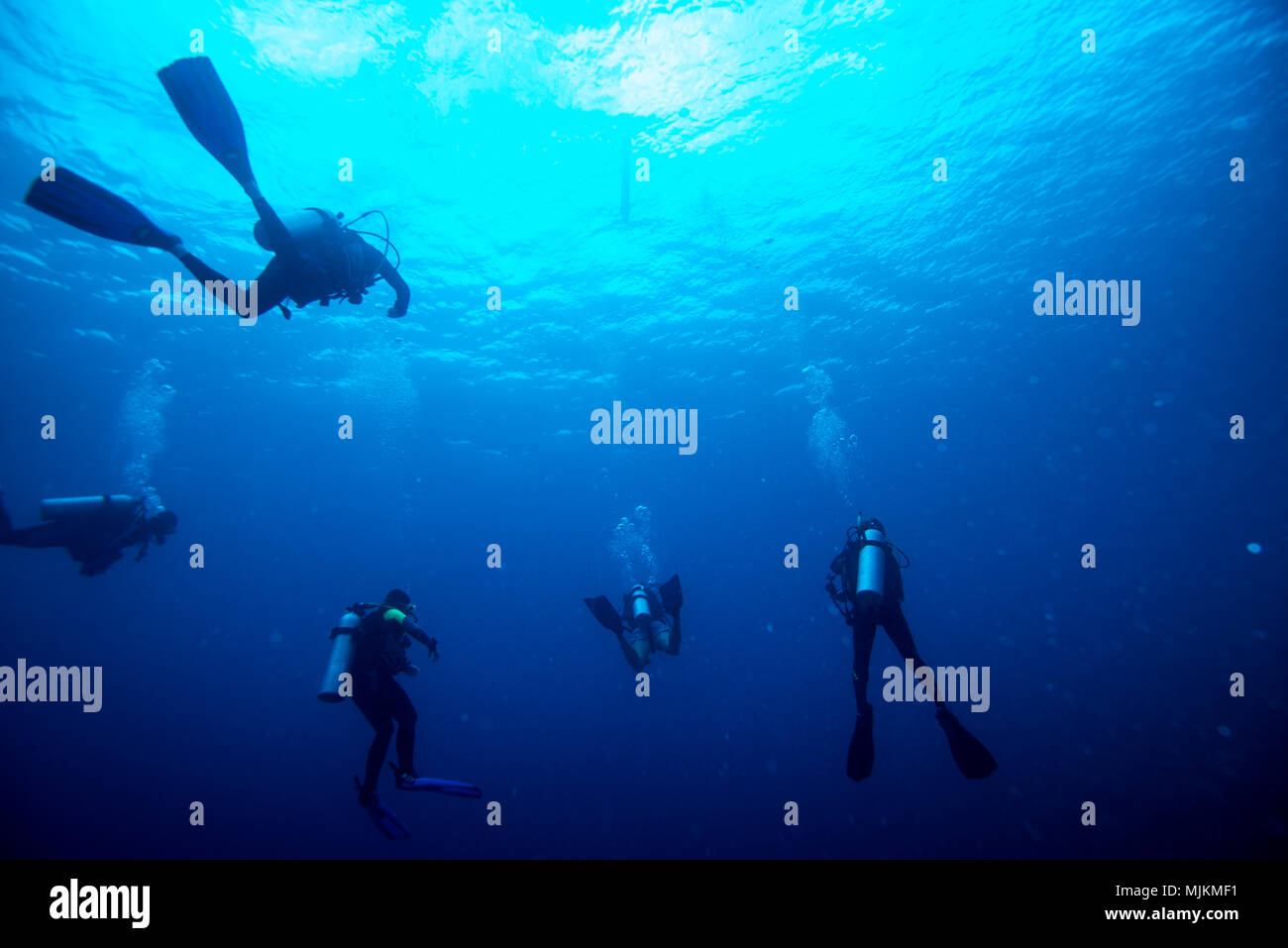 I subacquei per arrestare leavitation per la sicurezza. Palau Foto Stock