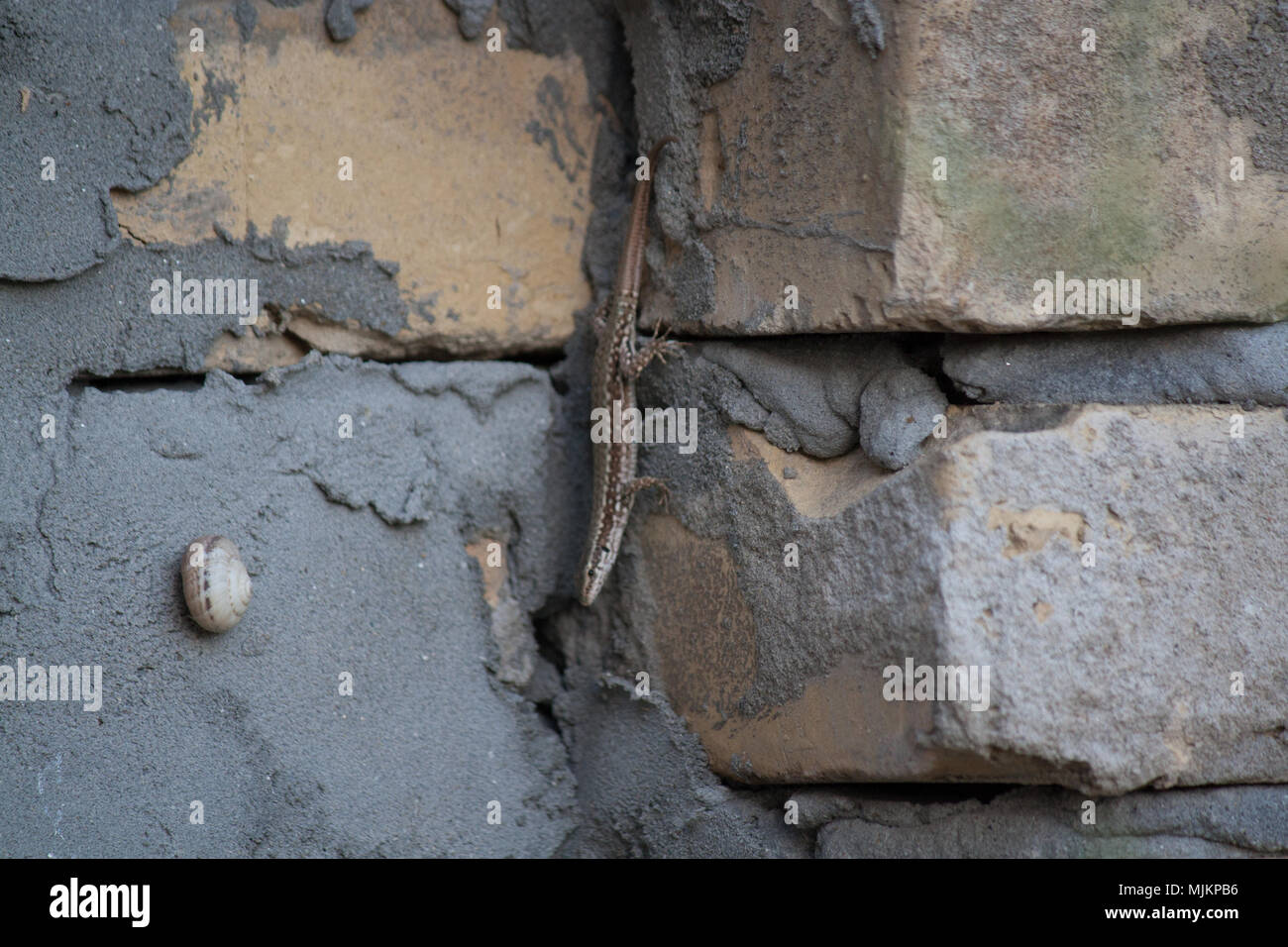 Lizard e va a passo di lumaca sulla parete Foto Stock