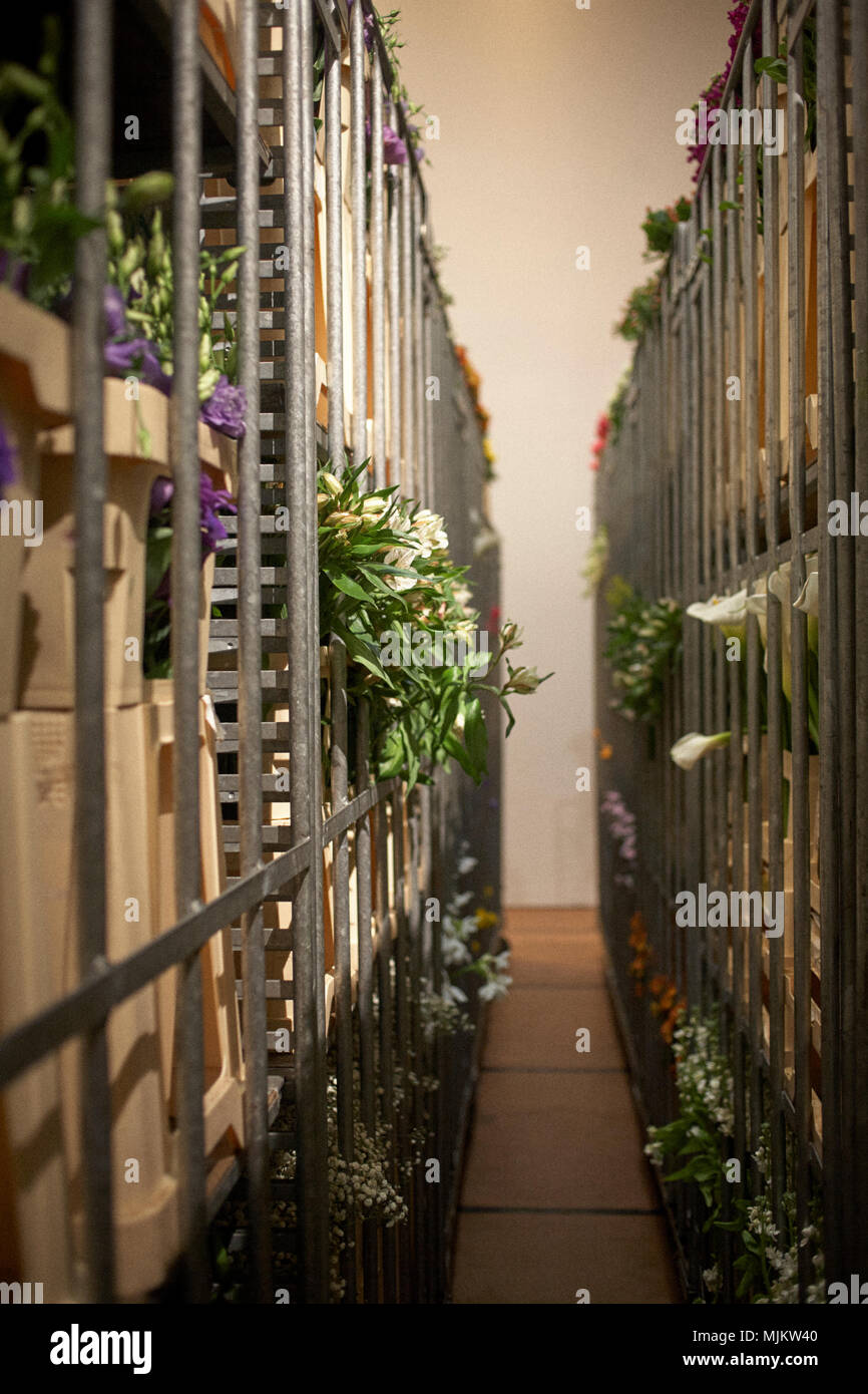 I fiori recisi in rack di stoccaggio Foto Stock