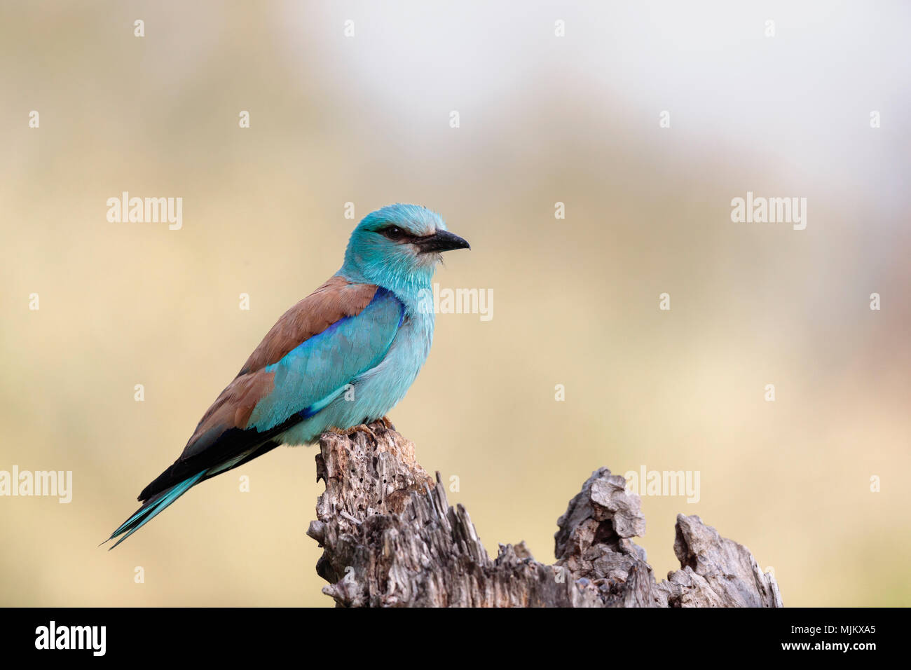 Rullo sul ramo di un albero nel Delta del Danubio Romania Foto Stock