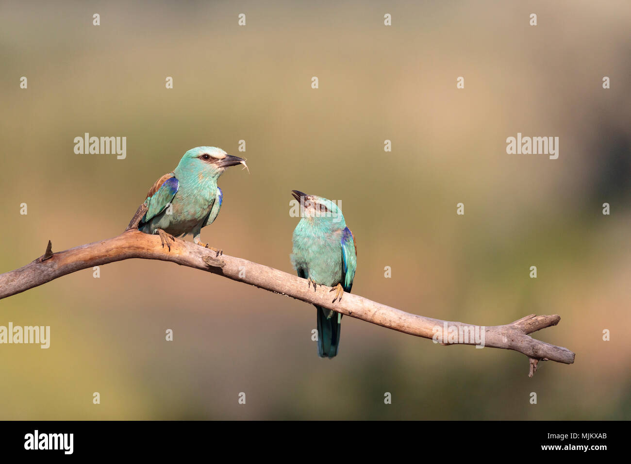 Coppia di rulli con un insetto sul ramo di un albero nel Delta del Danubio Romania Foto Stock