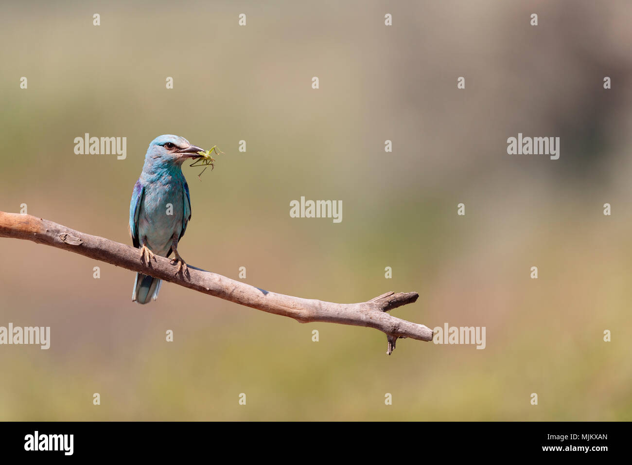 Rullo con una cavalletta su un ramo di albero nel Delta del Danubio Romania Foto Stock