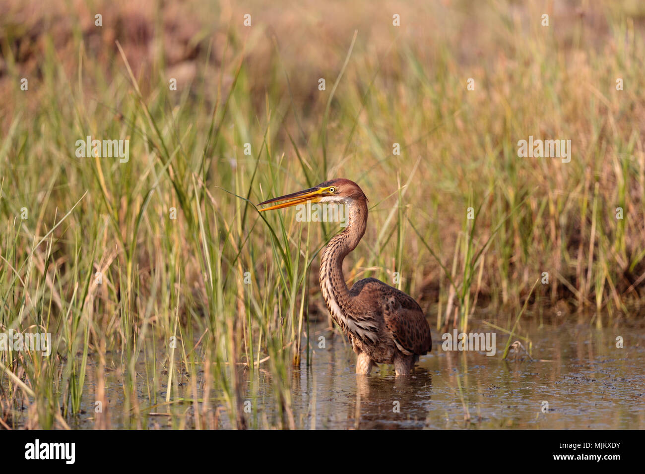 Airone rosso pesca in un lago nel Delta del Danubio in Romania Foto Stock