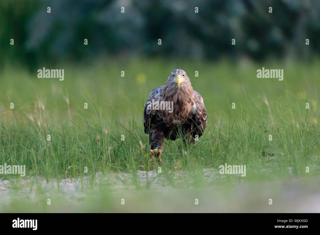 White Tailed sea eagle nel Delta del Danubio Romania Foto Stock