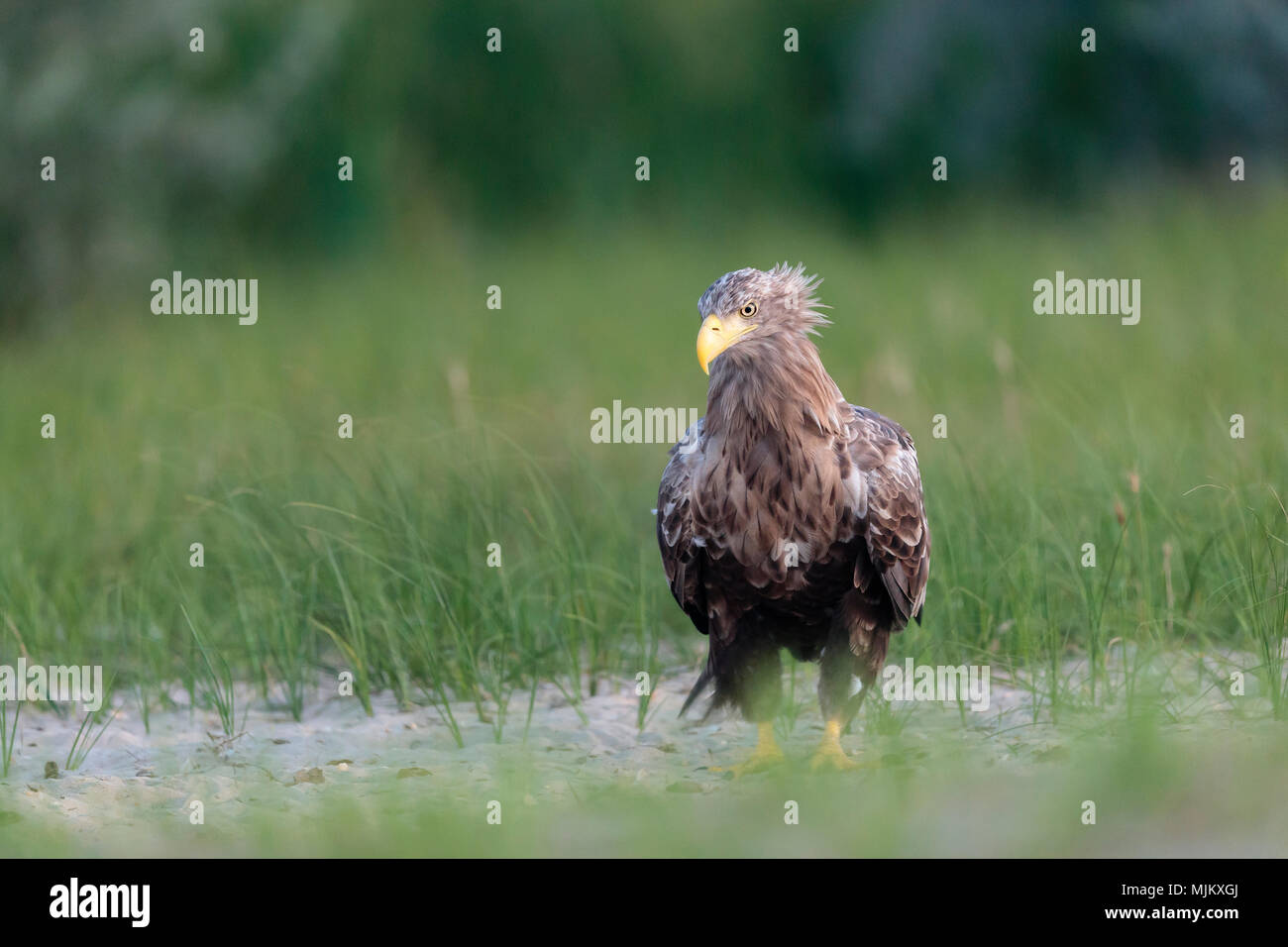 White Tailed sea eagle nel Delta del Danubio Romania Foto Stock