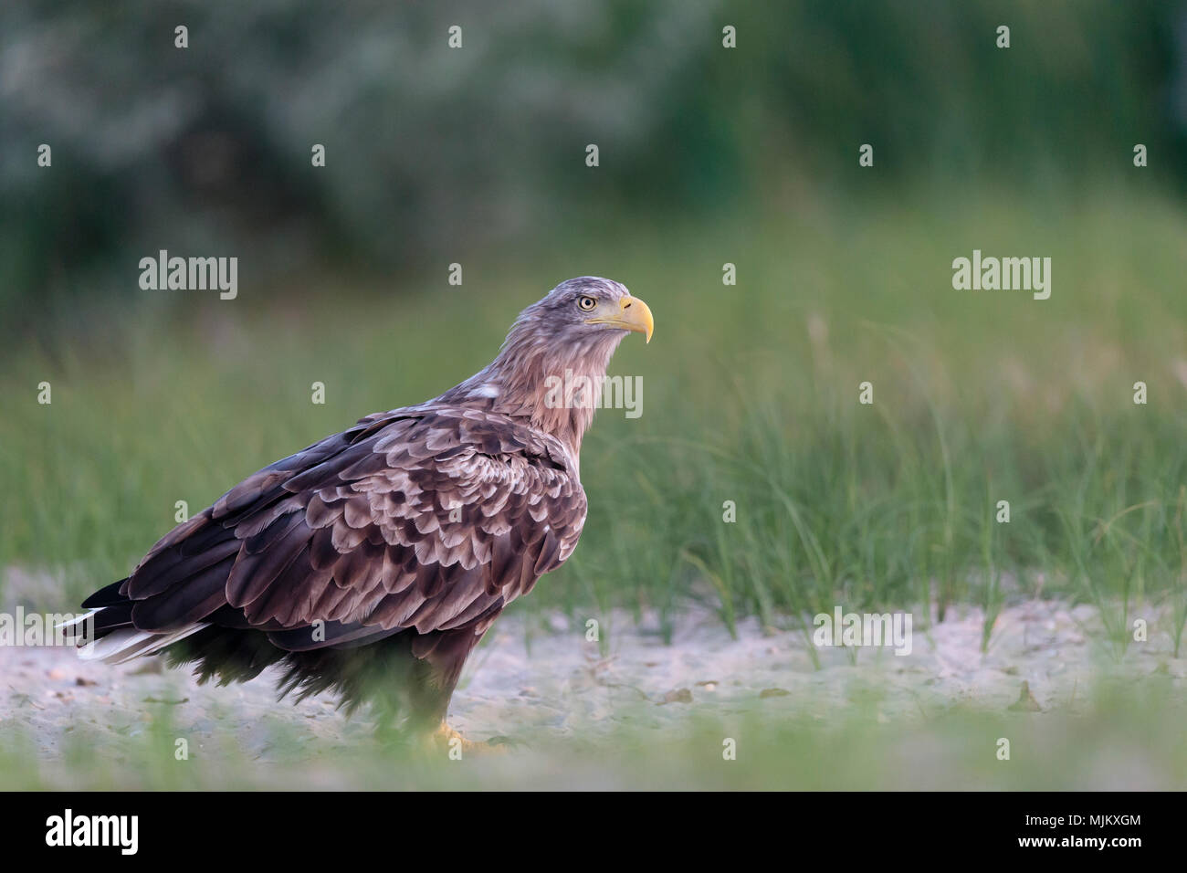 White Tailed sea eagle nel Delta del Danubio Romania Foto Stock