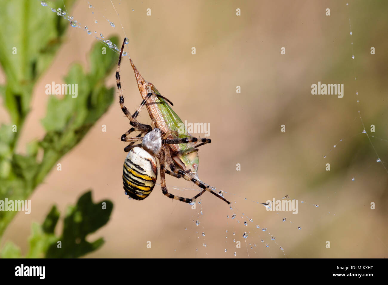 Wasp spider (Argiope bruennichi) con grasshopper preda Foto Stock