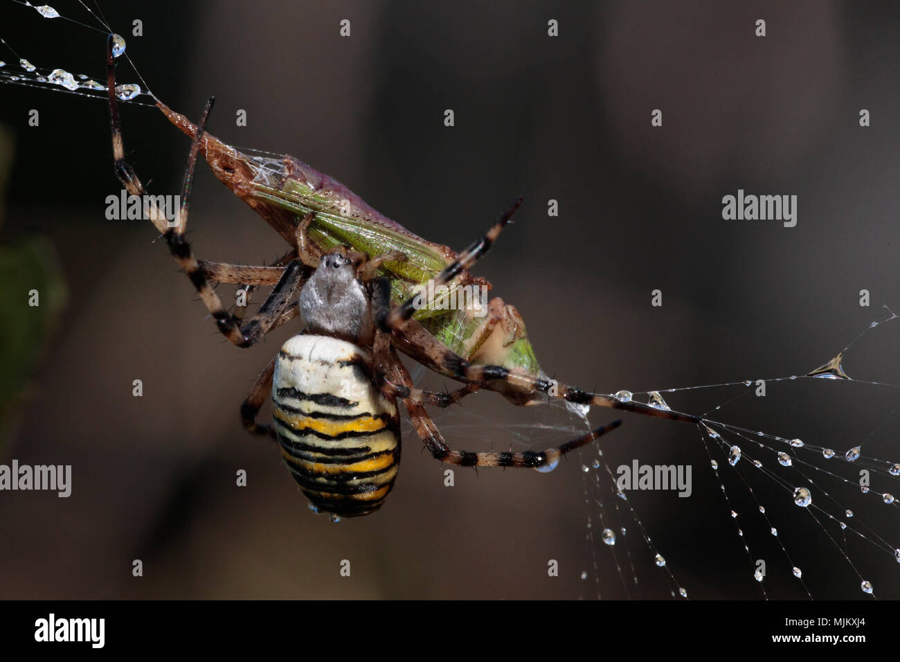 Wasp spider (Argiope bruennichi) con grasshopper preda Foto Stock