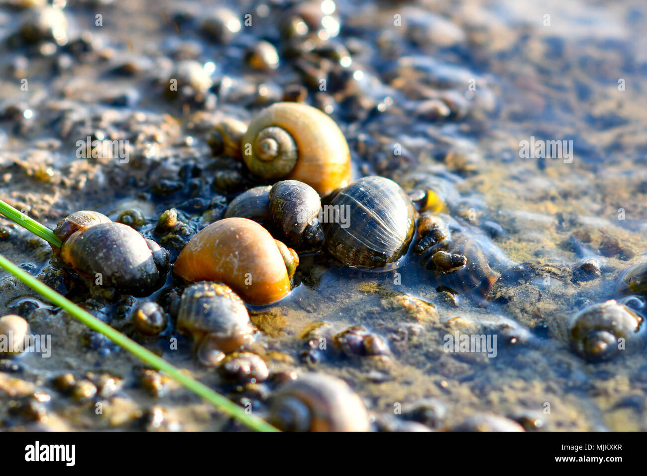 Lumache di acqua dolce nella natura Foto Stock