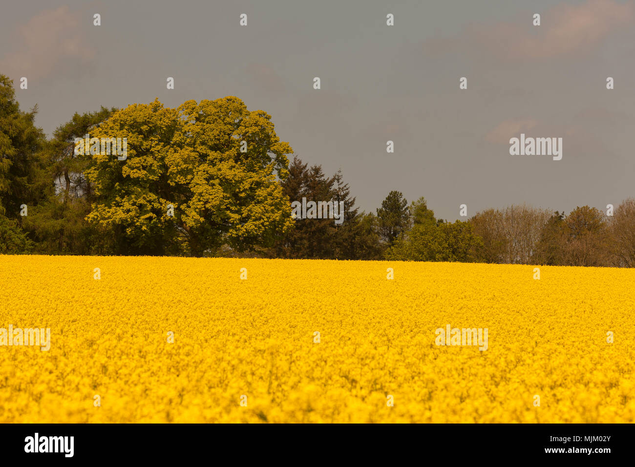 Una vista di un campo della fioritura l'olio di colza. Foto Stock