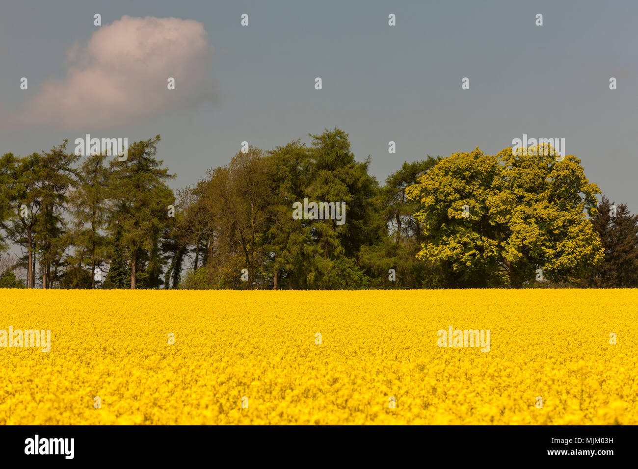 Una vista di un campo della fioritura l'olio di colza. Foto Stock