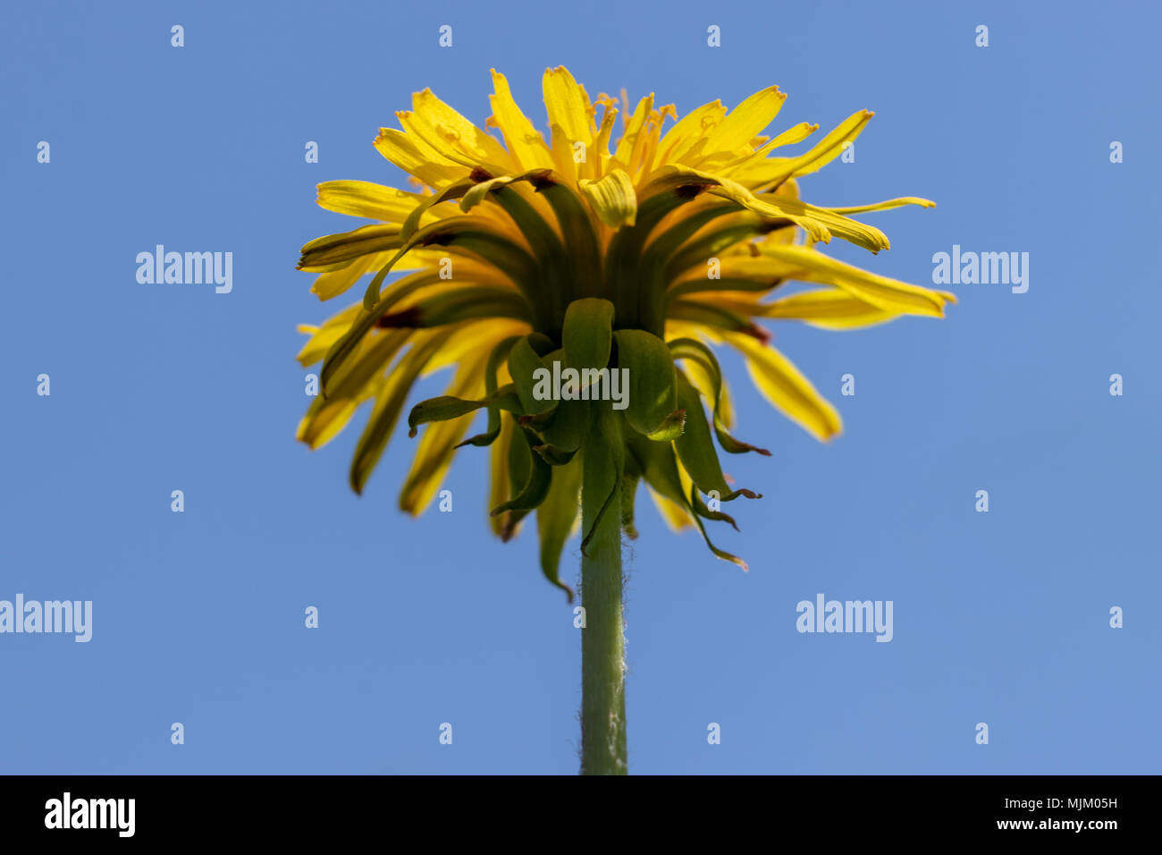 Giallo tarassaco sopra la molla blu del cielo. Close up macro vista dal basso Foto Stock