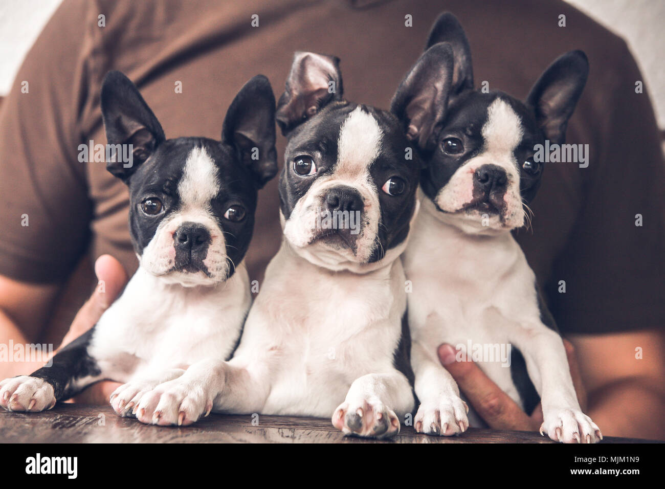 Bulldog francese cuccioli con il loro proprietario Foto Stock