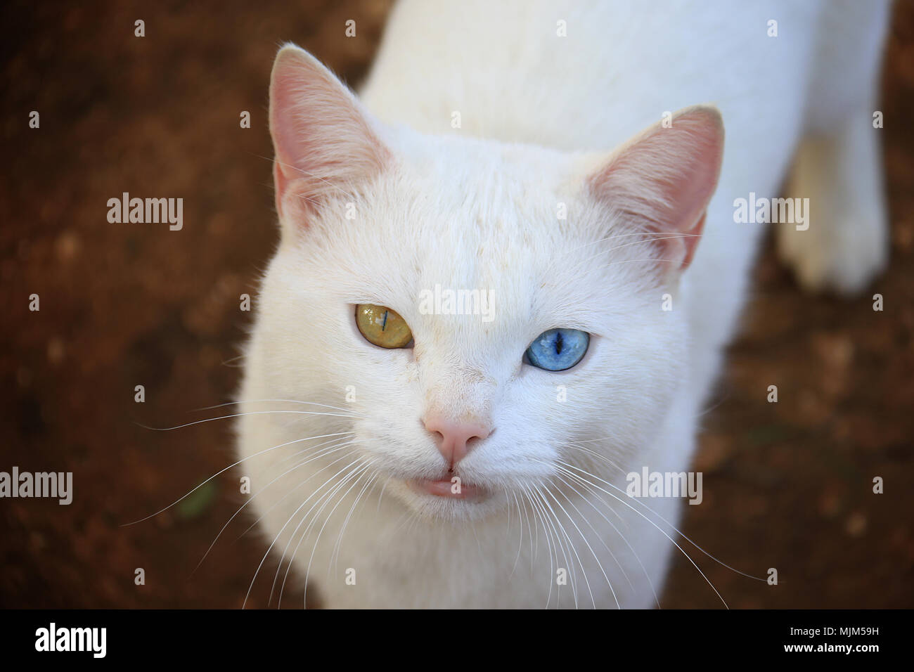 Un gatto con heterochromia a passeggiare nel giardino. Foto Stock