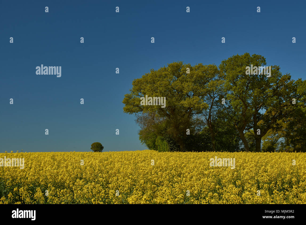 Semi oleosi di colza campi, Hertfordshire, Inghilterra Foto Stock