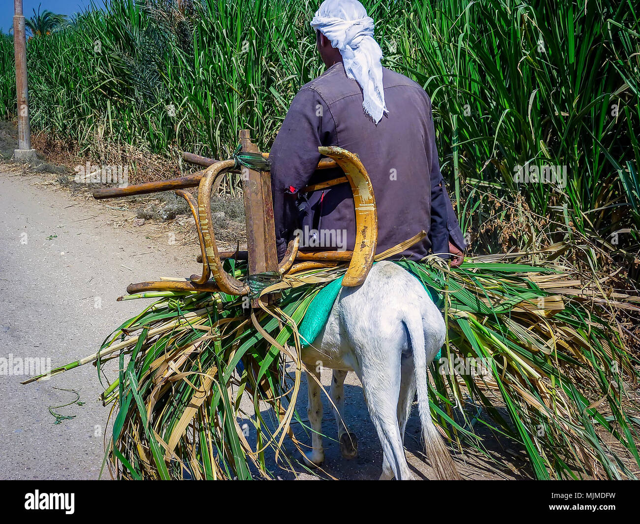 Uomo egiziano in sella al suo asinello bianco che porta una sedia e di canna  da zucchero sulla strada del villaggio. Immagine di stock Foto stock - Alamy