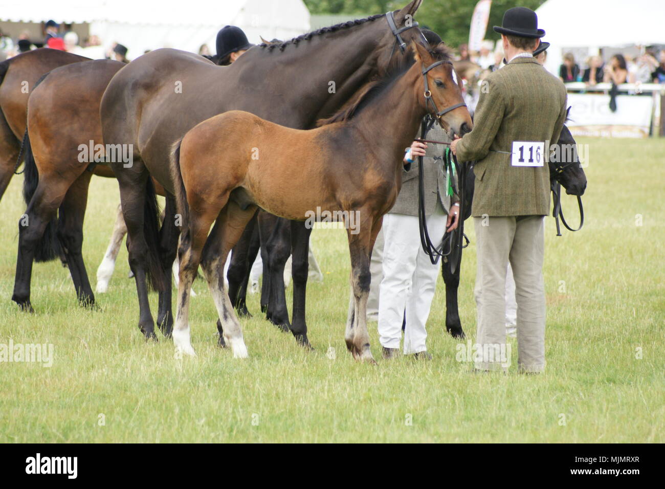 Driffield mostrano il Showground, country fair, Driffield, Regno Unito Foto Stock