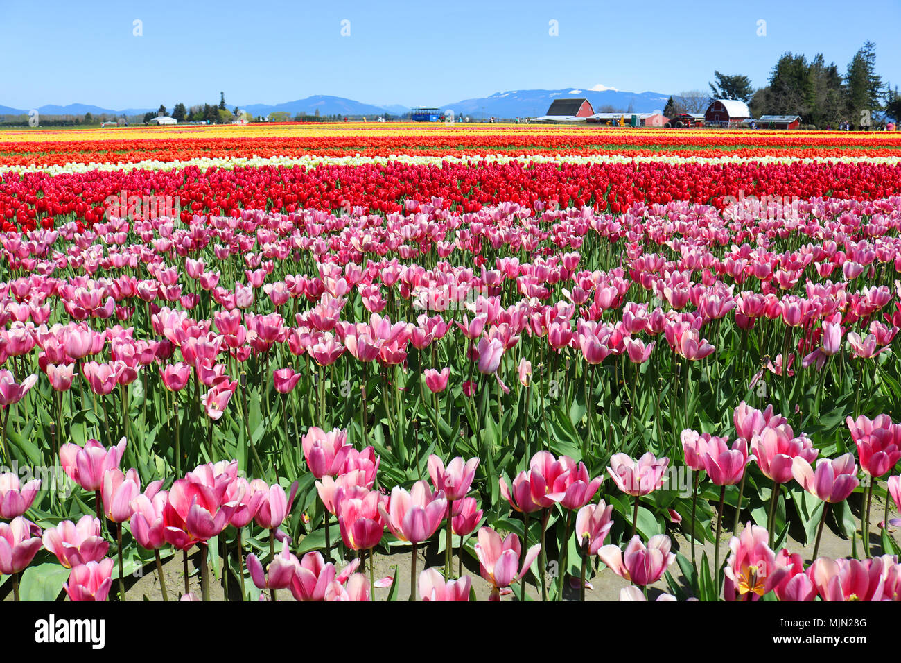 Campi di Tulipani in durante la Skagit Valley Tulip Festival in Mount Vernon, Washington, Stati Uniti d'America. Foto Stock