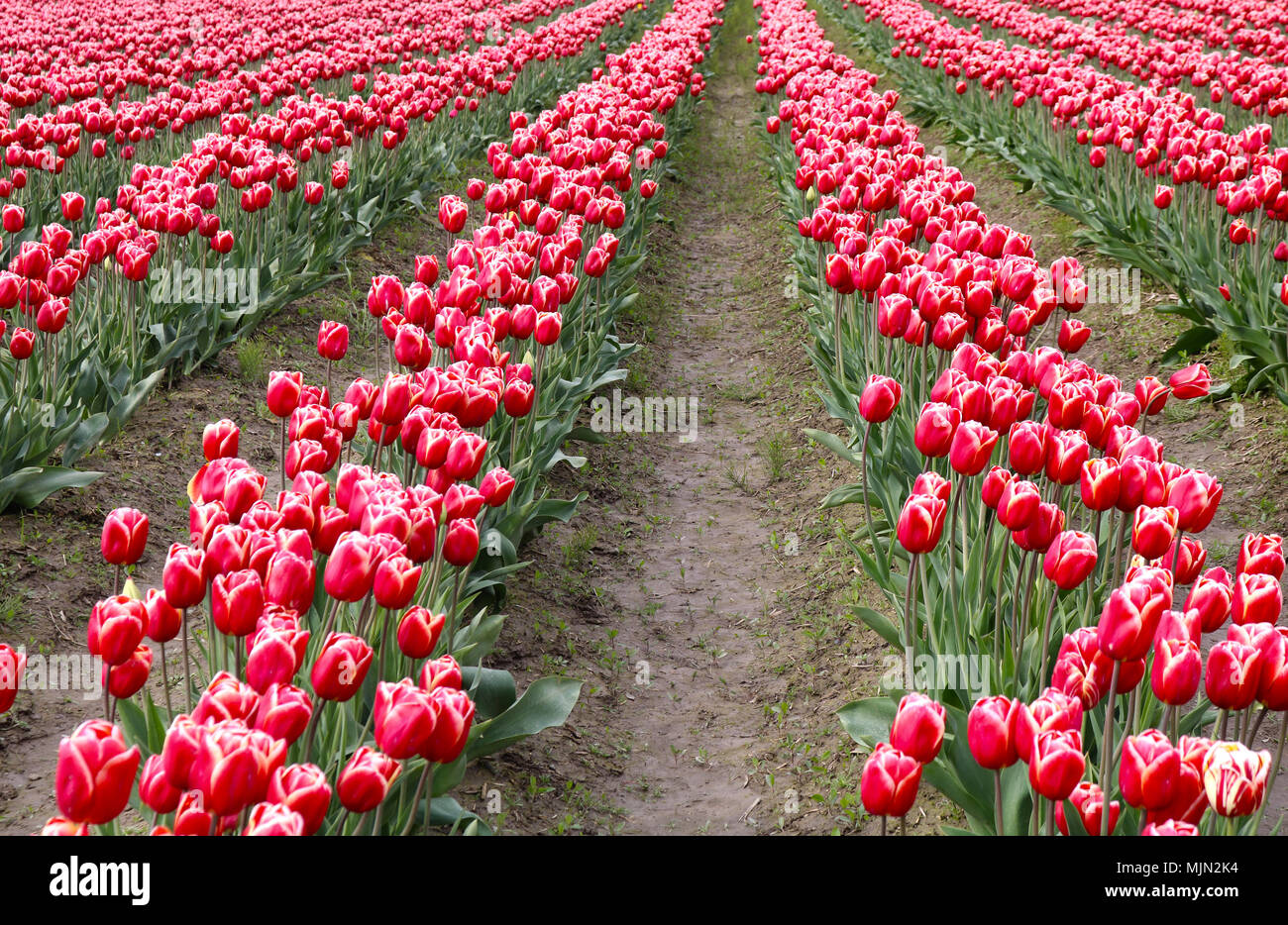 Campo di tulipani in righe la Skagit Valley Tulip Festival in Mount Vernon, WA, Stati Uniti d'America. Foto Stock