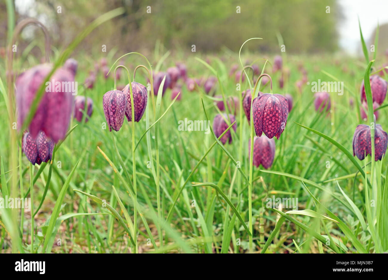 Testa di serpenti fritillary fiori in un campo. Fiori in pericolo Foto Stock