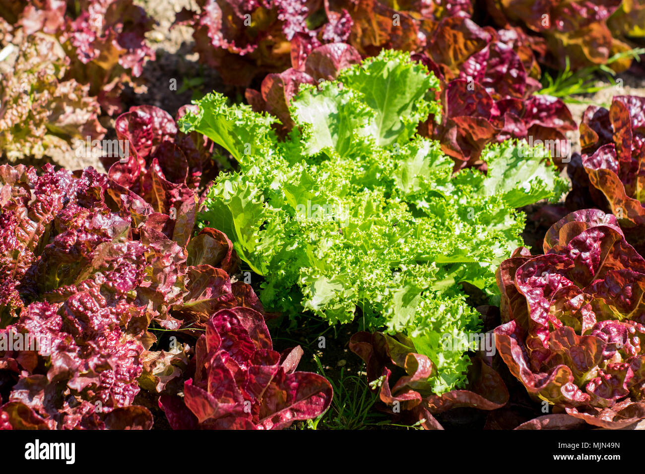 Coltivazione di lattughe in azienda, lattughe più chiare e più scure miste, portoghese agricoltura os verdure Foto Stock