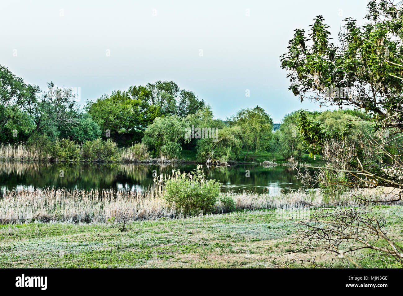 Fiume, shrunken canne e fresche verdure di primavera Foto Stock