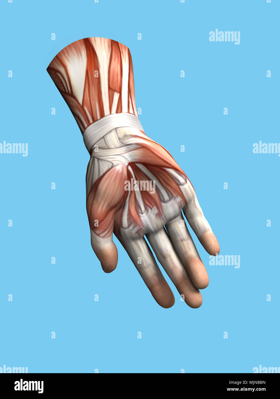 Vista anatomica della mano e del polso. Foto Stock