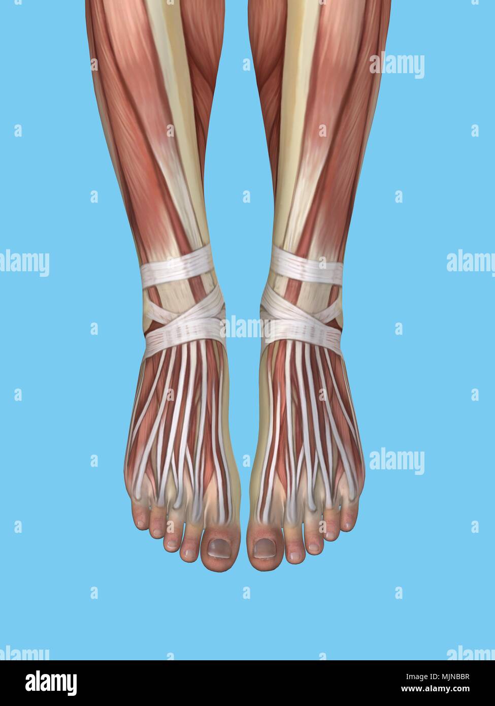 Anatomia del piede Foto Stock