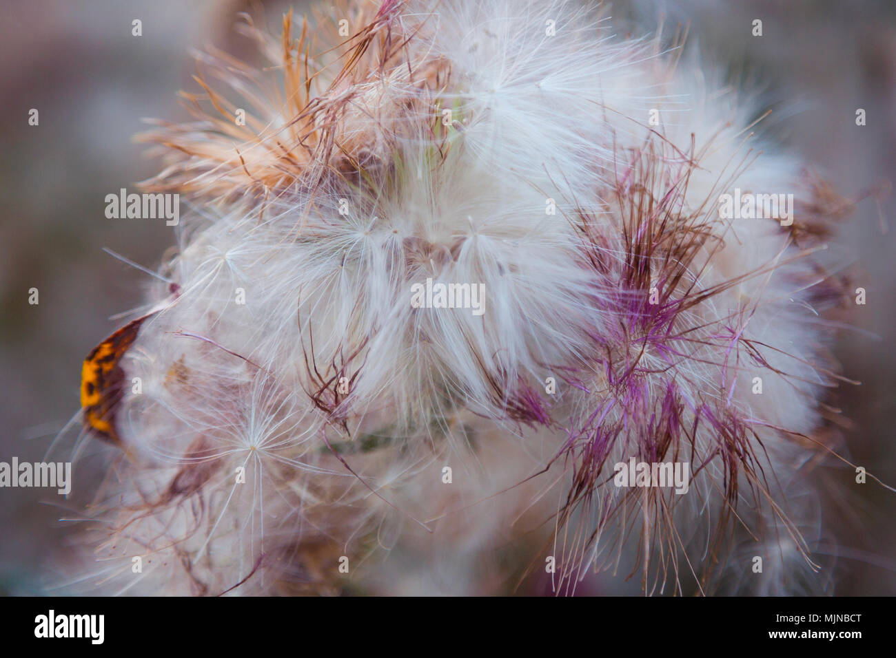 Secchi fiori di cardo close-up. In prossimità dei bellissimi a secco di fiori di cardo in autunno sfondo sfocato. Tonica foto. Foto Stock